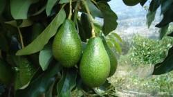 Agrícola Cerro Prieto exportó más de 50.000 toneladas de palta