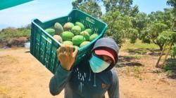 Agricultores volcarán 100 toneladas de mango en protesta por falta de apoyo del Gobierno