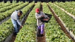 Agricultura  genera alrededor de 4.3 millones de empleos en Perú