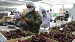 Agroexportaciones peruanas llegaron a 138 mercados en 2024