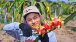 Agroindustria Baleno exportó más de 100 toneladas de pitahaya en lo que va de 2025