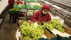 Agroindustria concentró el 16.82% de envíos peruanos a Panamá
