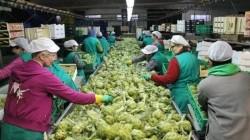 Alcachofa peruana llegó a 11 mercados en abril de 2025