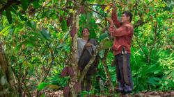 Allima Cacao: La cooperativa amazónica que impulsa el cacao sostenible desde Chazuta