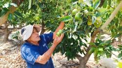 Áncash: cultivos de palto y mango en riesgo por falta de agua en Moro