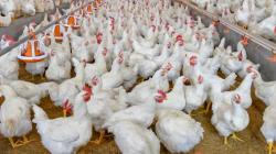 APA: colocación de pollos bebe línea carne en 2024 alcanzó los 817.5 millones de aves