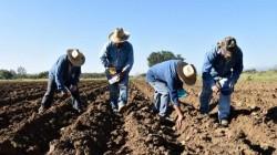 Aprueban “Marco Orientador de Cultivos para la Campaña Agrícola 2026/2027”