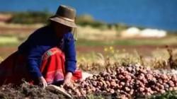 Aprueban préstamo por US$ 26 millones para comercialización de productos agrícolas