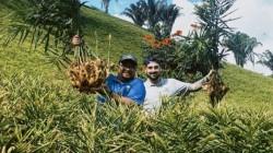 Aranceles estadounidenses elevan los precios del jengibre brasileño favoreciendo al producto peruano