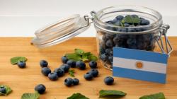 Arándanos argentinos inician campaña con buen ritmo y expectativas de crecimiento