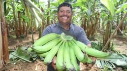 Argentina abre su mercado al banano peruano