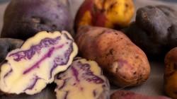 Articulación público-privada impulsa cultivo de papa nativa en Áncash con garantía de compra