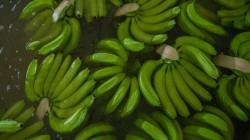 Banano impulsa exportaciones de frutas de Colombia en 2024