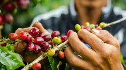 Buenas prácticas agronómicas amortiguan el impacto de El Niño en la producción de café
