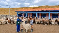Buscan proteger  a  más de 376.000 cabezas de ganado en Junín, Tacna y Ayacucho