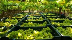 Campaña 2025/2026: Exportación de uva de mesa crece 7.9% en volumen +7.9%