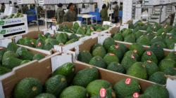 Campaña 2025 de palta peruana tiene expectativas positivas