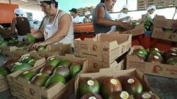 Campaña 25/26: Europa concentró la mitad de las exportaciones peruanas de mango fresco