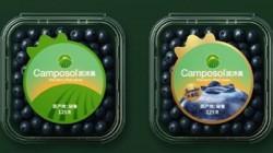Camposol lidera el arranque de la campaña de arándanos a china