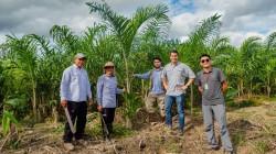 Caynarachi apuesta por el palmito y acaí en San Martín