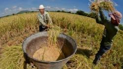 Chiaclayo será sede de la primera edición de Expo Arroz 2025
