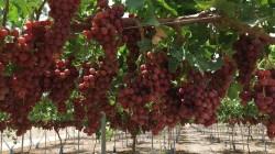 China igualará a Perú en exportaciones de uva de mesa en la campaña 2025/26