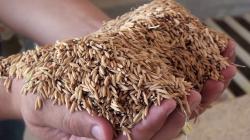 Cinco regiones concentraron el 92.8% de la producción nacional de arroz cáscara en octubre de este año