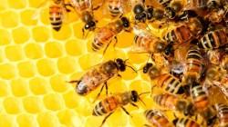 Colmenas de abejorros procedentes de Argentina aprobaron requisitos sanitarios