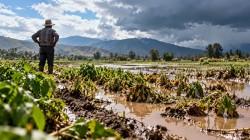 Comex Perú: la sentencia del TC sobre plaguicidas no se cumple solo con suspender