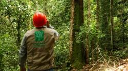 Concesionario maderero recibe el primer incentivo por buenas prácticas forestales en Ucayali