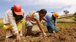 Conflicto en el Estrecho de Ormuz puede afectar a la agricultura peruana