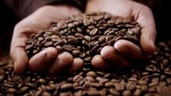 Cooperativa Yuraq Yaku exporta 4 toneladas de café de especialidad a Estados Unidos