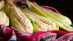 Despachos peruanos de maíz blanco del Cusco llegan a US$ 5.4 millones hasta mayo