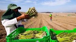 Destacan avances en la Implementación del Sistema de Trazabilidad del Espárrago Peruano