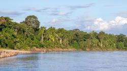 Día Internacional de los Bosques Tropicales: Cinco acciones para proteger el corazón del planeta
