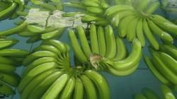 Ecuador exportó 199.75 millones de cajas de banano entre enero y junio de 2025