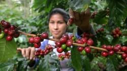 El 59% de las empresas exportadoras café en 2025 fueron mipymes