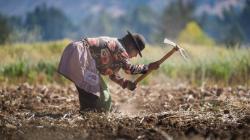 “El agro peruano se está feminizando”