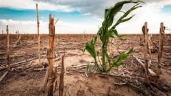 El Niño amenaza a los principales cultivos de La Libertad