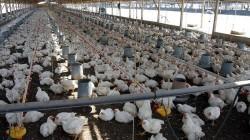 En octubre de 2025, la producción nacional de ave se incrementó en +2.9% con referencia a similar mes del año anterior