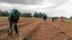 Encuesta Nacional de Intenciones de Siembra alcanzaría las 2.115.094 hectáreas en la campaña agrícola 2025/2026