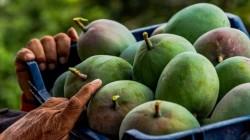 ¿Está preparado el agro peruano para enfrentar un nuevo déficit hídrico?