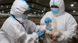 Establecen medidas preventivas temporales frente a brote de influenza aviar en Lima