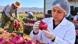 Establecen nuevos requisitos de calidad para la cebolla roja que se comercializa en el Perú