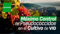 Estrategia Avanzada para el Control de Pseudococcidae en el Cultivo de Vid