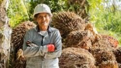 Expoamazónica Ucayali 2026: de 270 a más de 800 palmicultores