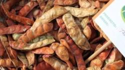 Exportación de tara alcanzó 14.9 millones de kilos por US$ 29.5 millones a mayo de 2026