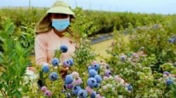 Exportaciones agropecuarias de La Libertad sumaron US$ 374 millones este primer trimestre