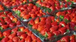 Exportaciones de fresa suman US$ 28,2 millones y Estados Unidos concentra la mitad de los envíos
