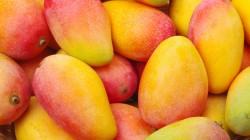 Exportaciones de mango fresco caen 45.9% en volumen hasta la semana 52